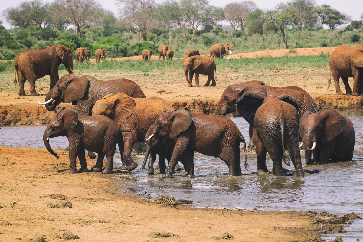 Loxodonta, africana, African, bush, elephant, Africa, Kenya