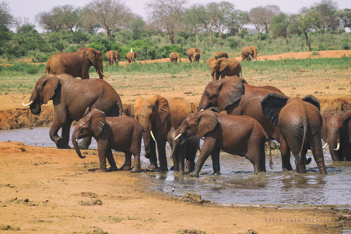 So, afrykaski, Loxodonta, africana, Afryka, Kenia, ssaki