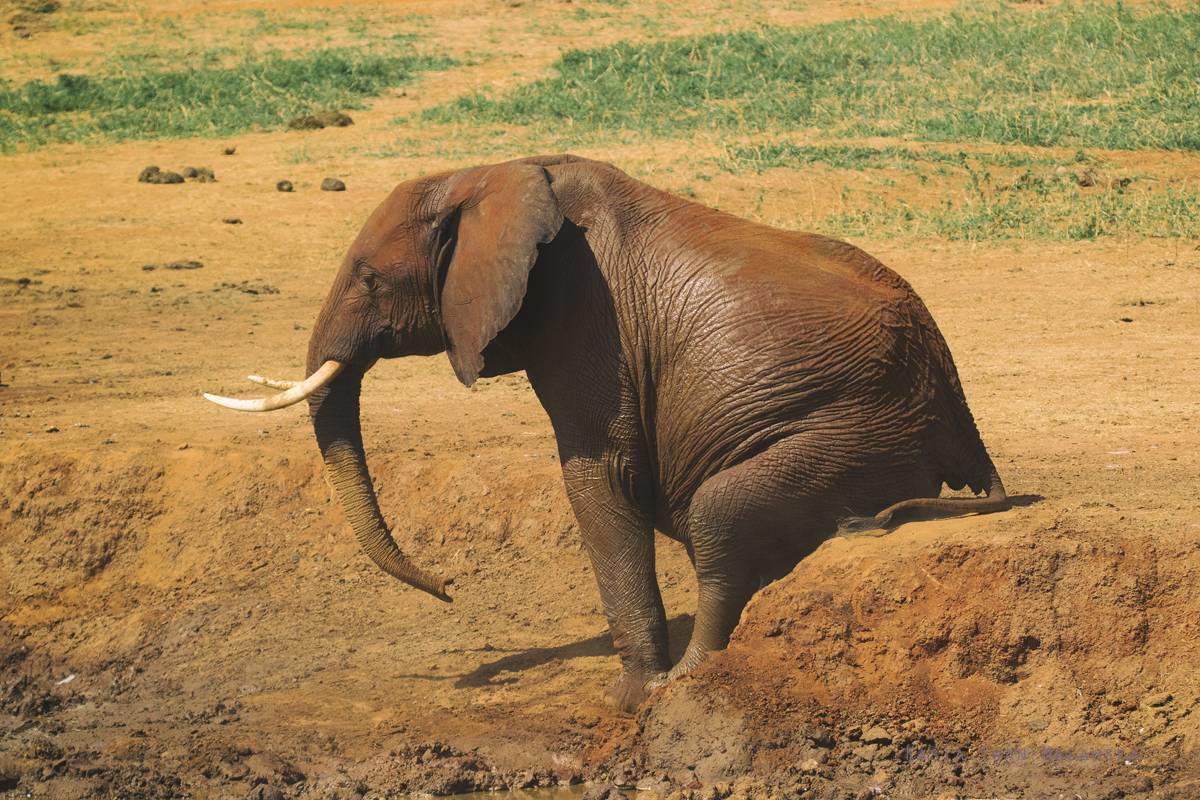 Loxodonta, africana, African, bush, elephant, Africa, Kenya