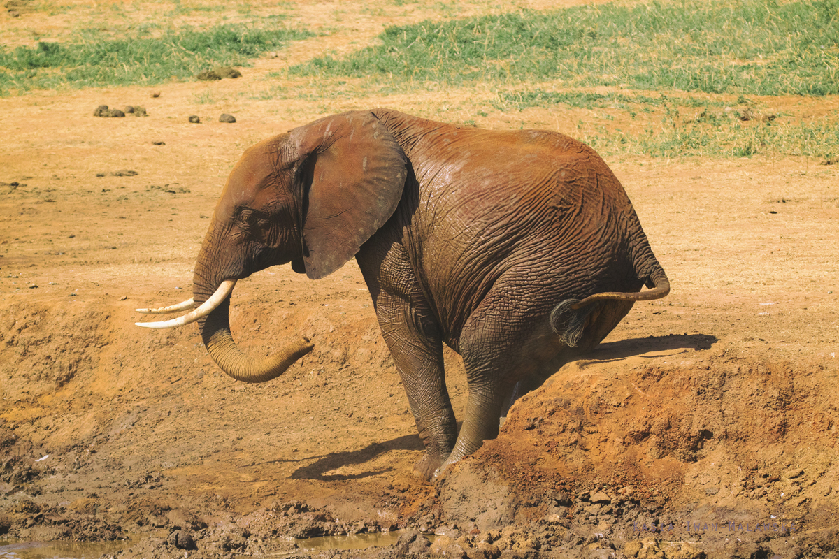 Loxodonta, africana, African, bush, elephant, Africa, Kenya