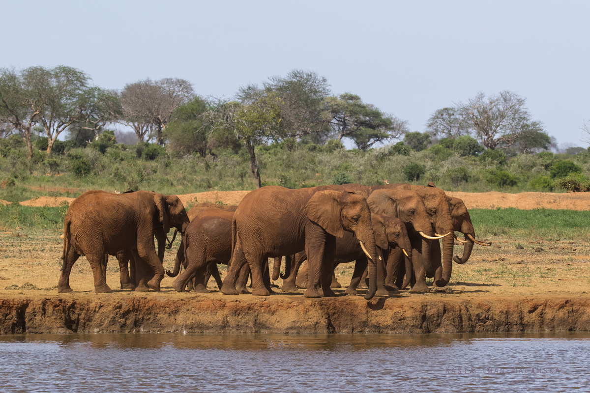 Loxodonta, africana, African, bush, elephant, Africa, Kenya