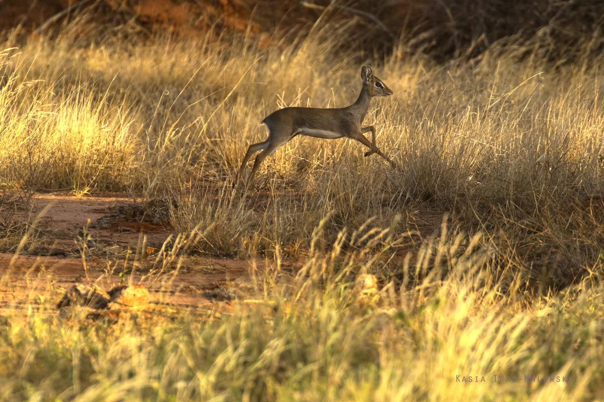 Dikdik, sawannowy, Madoqua, kirkii, Afryka, Kenia, ssaki