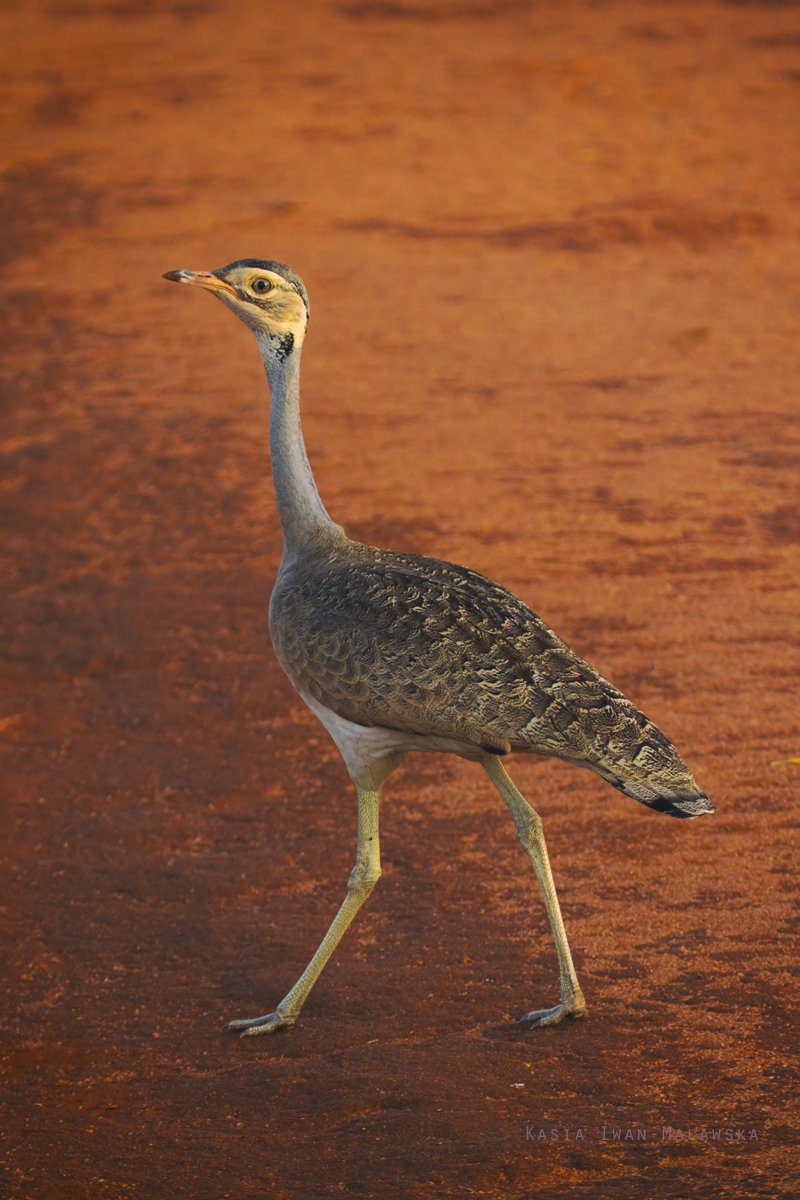 Eupodotis, senegalensis, White-bellied, Bustard, Africa, Kenya