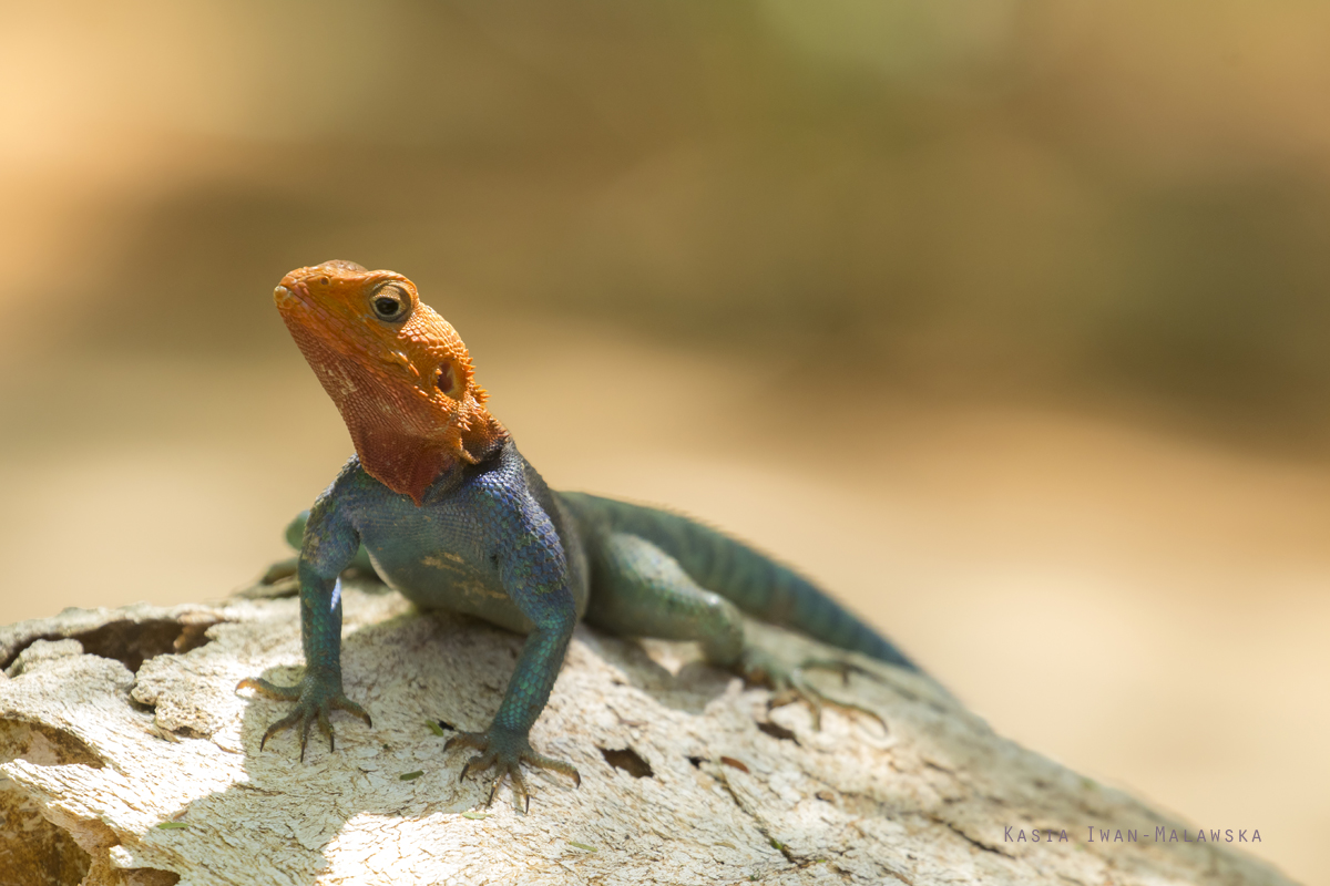 agama, Common, Red-headed, Rock, Rainbow, Agama, Africa, Kenya