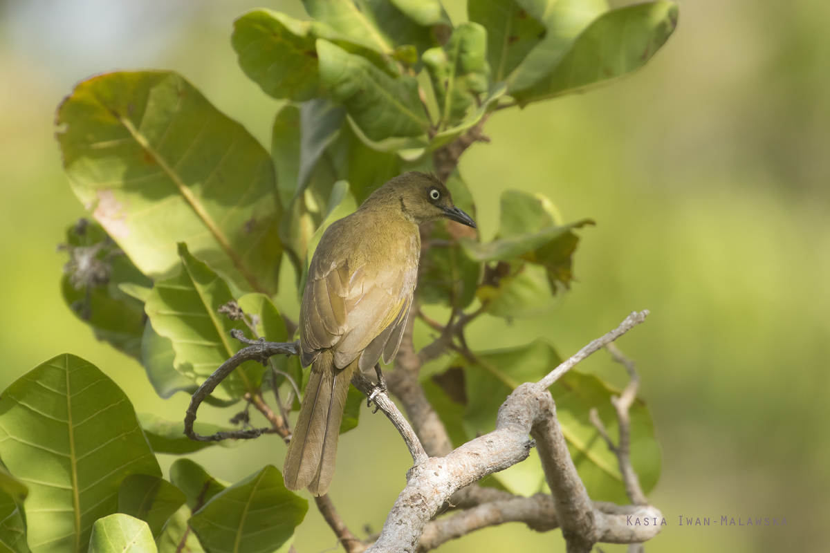 Andropadus, importunus, Zanzibar, Sombre, Greenbul, Africa, Kenya