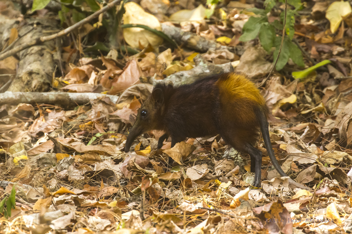 Sorkonos, zotozady, Rhynchocyon, chrysopygus, Afryka, Kenia, ssaki