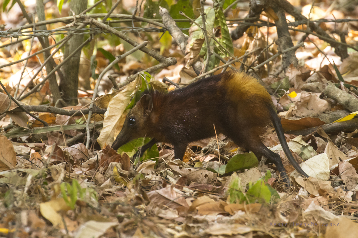 Sorkonos, zotozady, Rhynchocyon, chrysopygus, Afryka, Kenia, ssaki