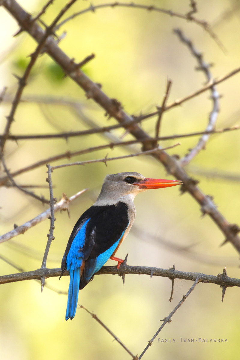 Halcyon, leucocephala, Grey-headed, Kingfisher, Africa, Kenya