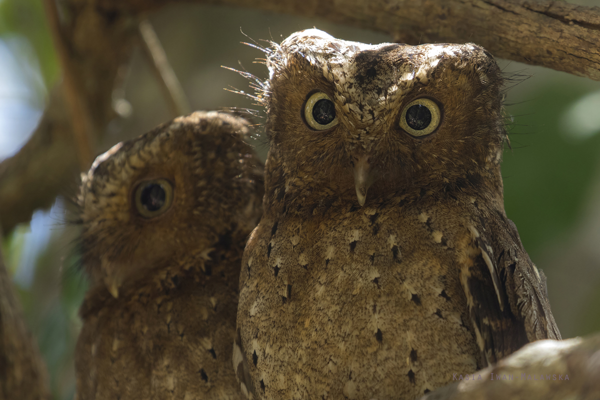 Otus, ireneae, Sokoke, Scops, Owl, Africa, Kenya