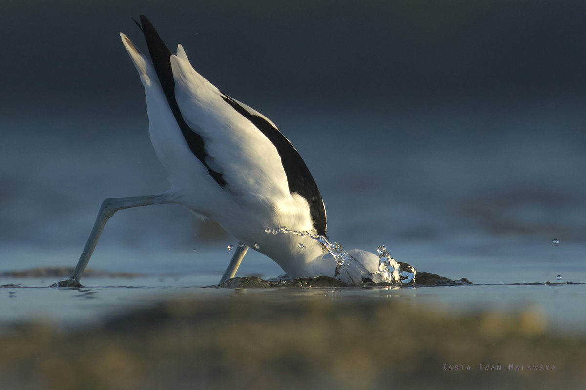 Dromas, ardeola, Crab-Plover, Africa, Kenya