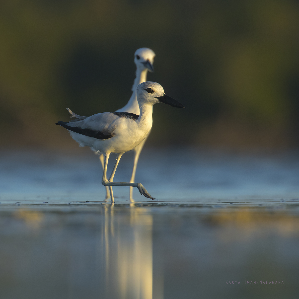 Dromas, ardeola, Crab-Plover, Africa, Kenya