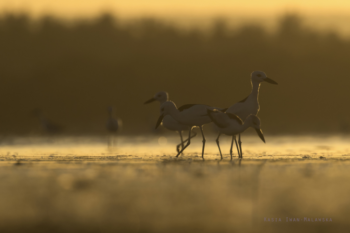 Dromas, ardeola, Crab-Plover, Africa, Kenya