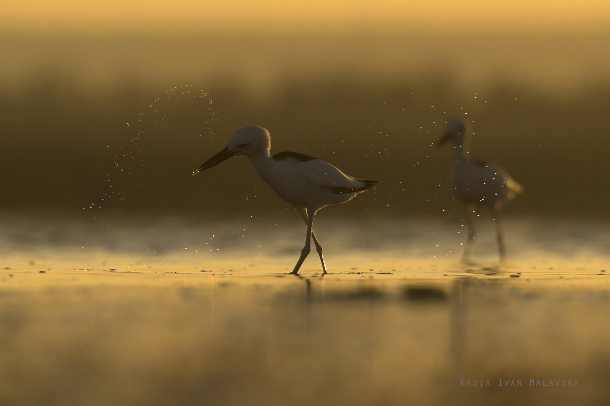 Dromas, ardeola, Crab-Plover, Africa, Kenya