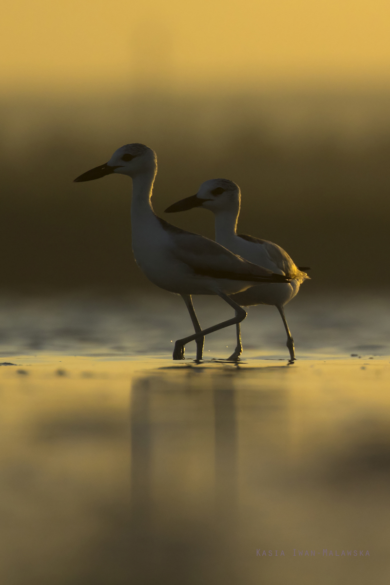 Dromas, ardeola, Crab-Plover, Africa, Kenya