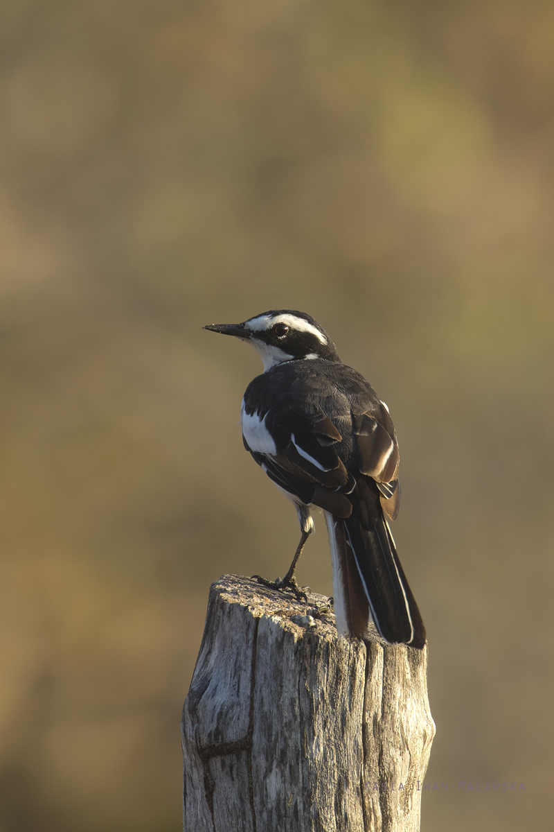 Motacilla, aguimp, African, Pied, Wagtail, Africa, Kenya