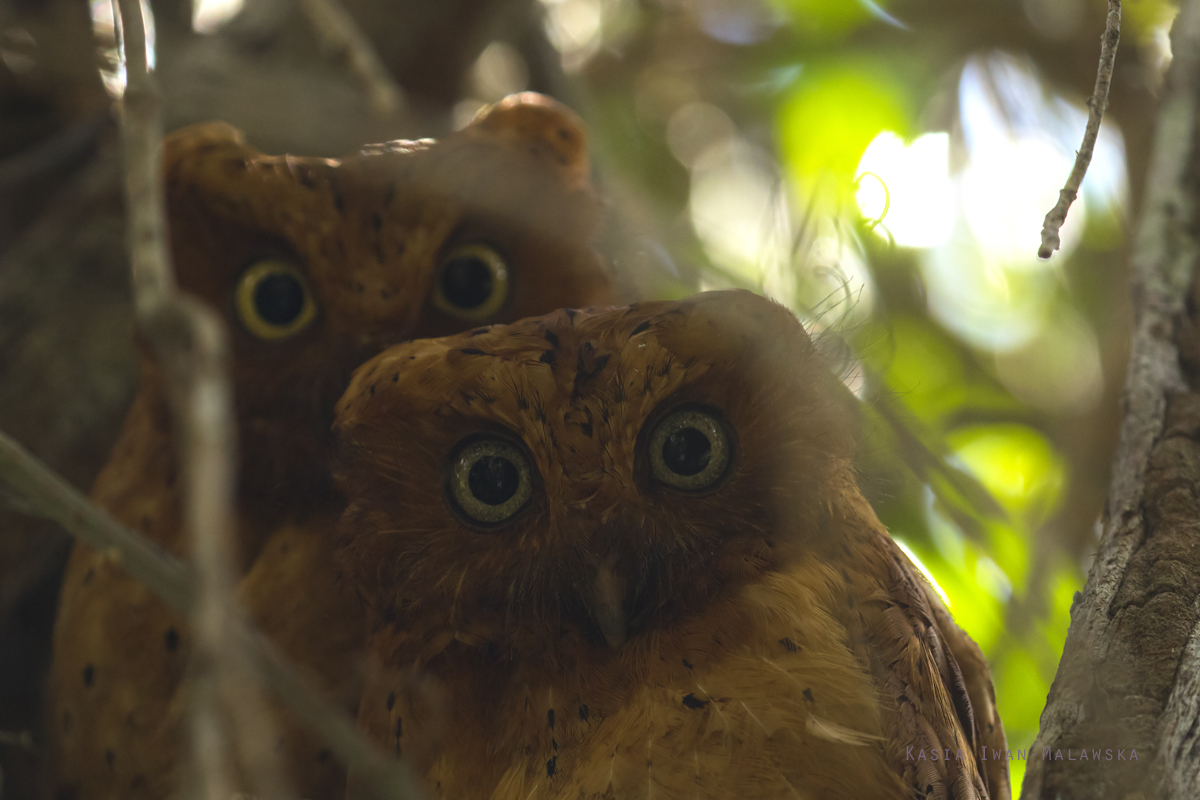 Otus, ireneae, Sokoke, Scops, Owl, Africa, Kenya