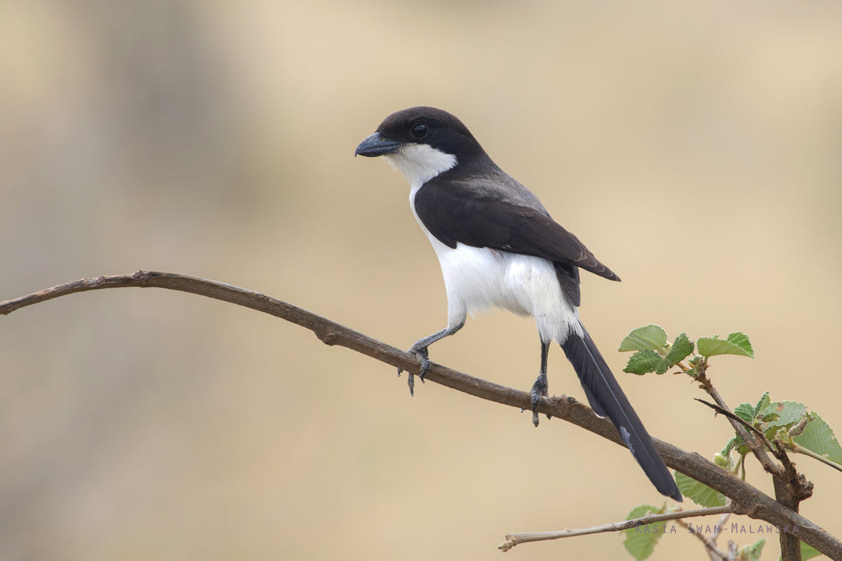 Lanius, cabanisi, Long-tailed, Fiscal, Africa, Kenya