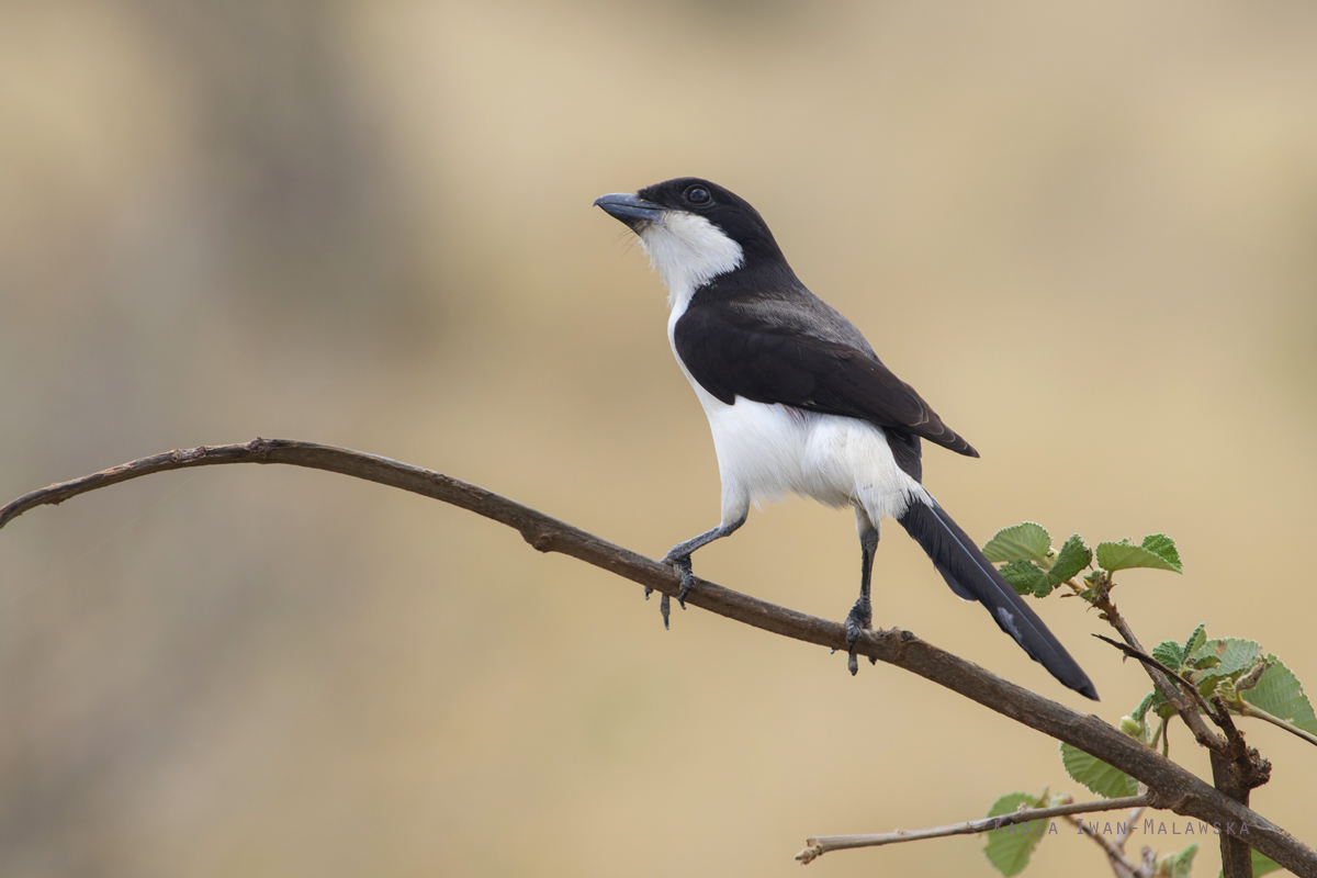 Lanius, cabanisi, Long-tailed, Fiscal, Africa, Kenya