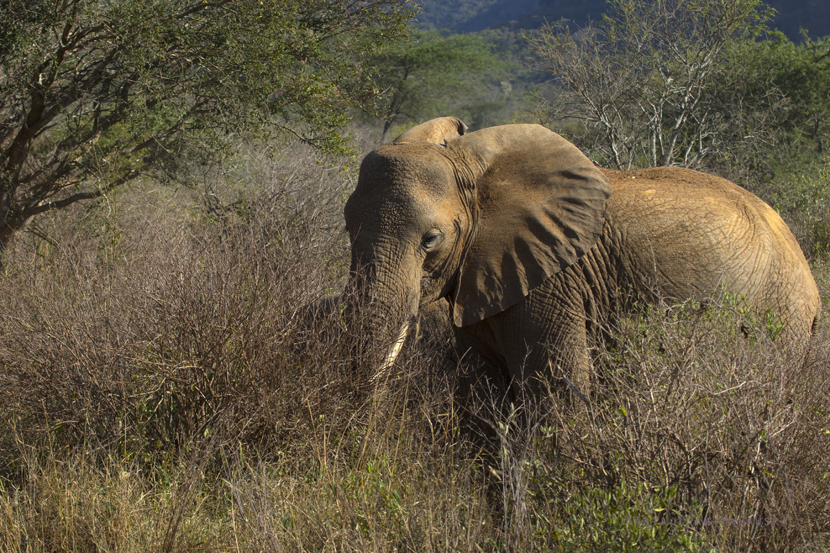 So, afrykaski, Loxodonta, africana, Afryka, Kenia, ssaki