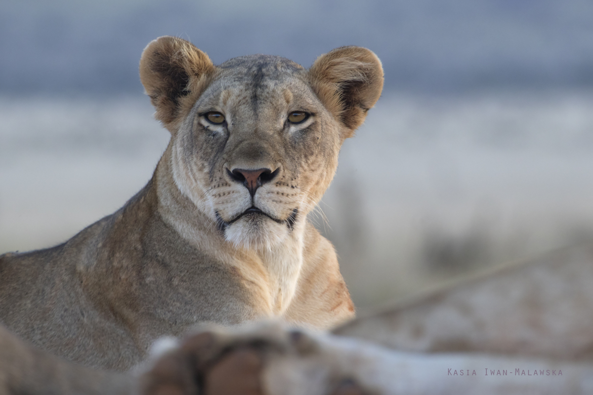 Panthera, leo, Lion, Africa, Kenya