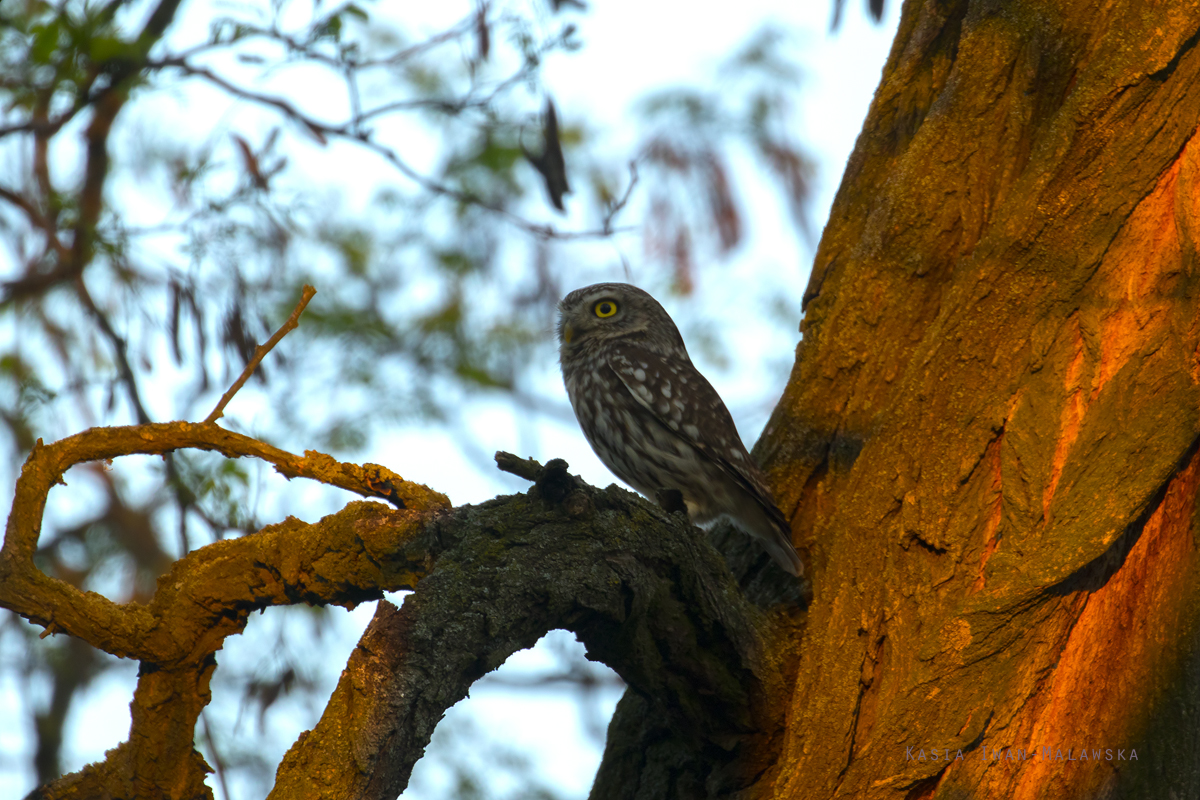 Athene, noctua, Little, Owl, Hungary