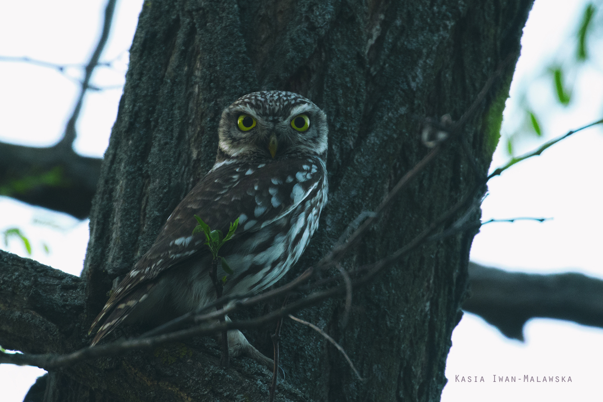 Athene, noctua, Little, Owl, Hungary