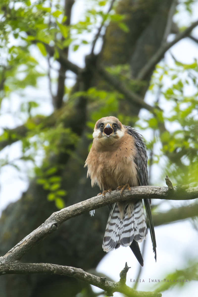 Falco, vespertinus, Western, Red-footed, Falcon, Hungary