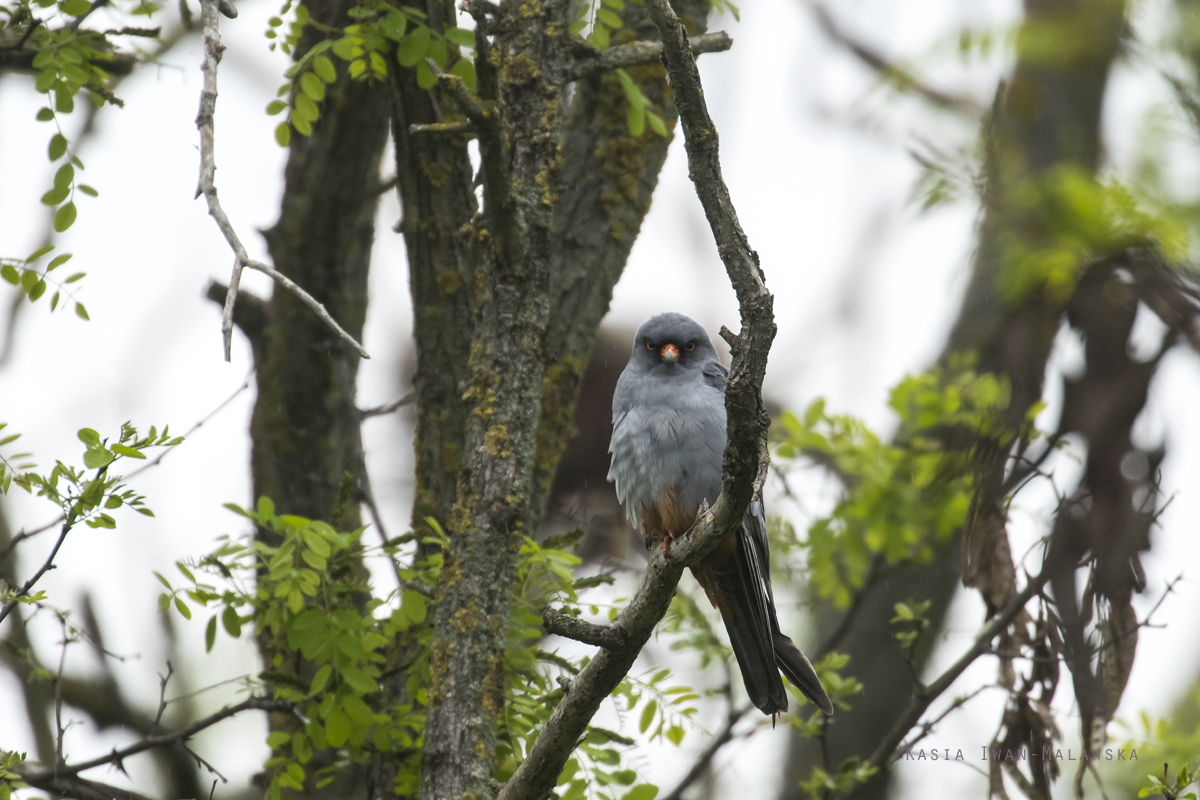 Falco, vespertinus, Western, Red-footed, Falcon, Hungary