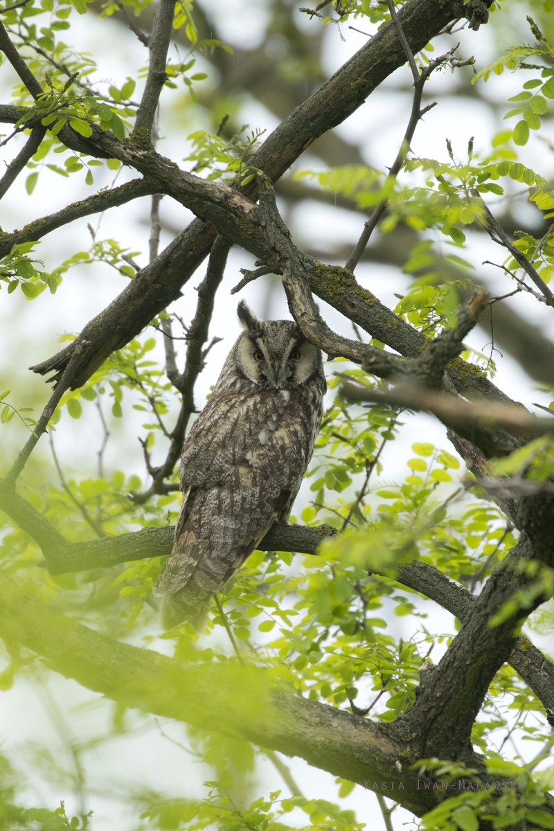 Asio, Long-eared, Owl, Strix, otus, Hungary
