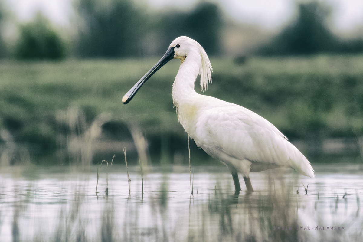 Platalea, leucorodia, Eurasian, Spoonbill, Hungary