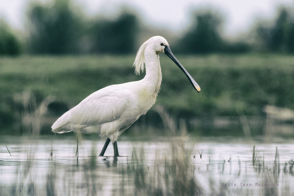 Platalea, leucorodia, Eurasian, Spoonbill, Hungary