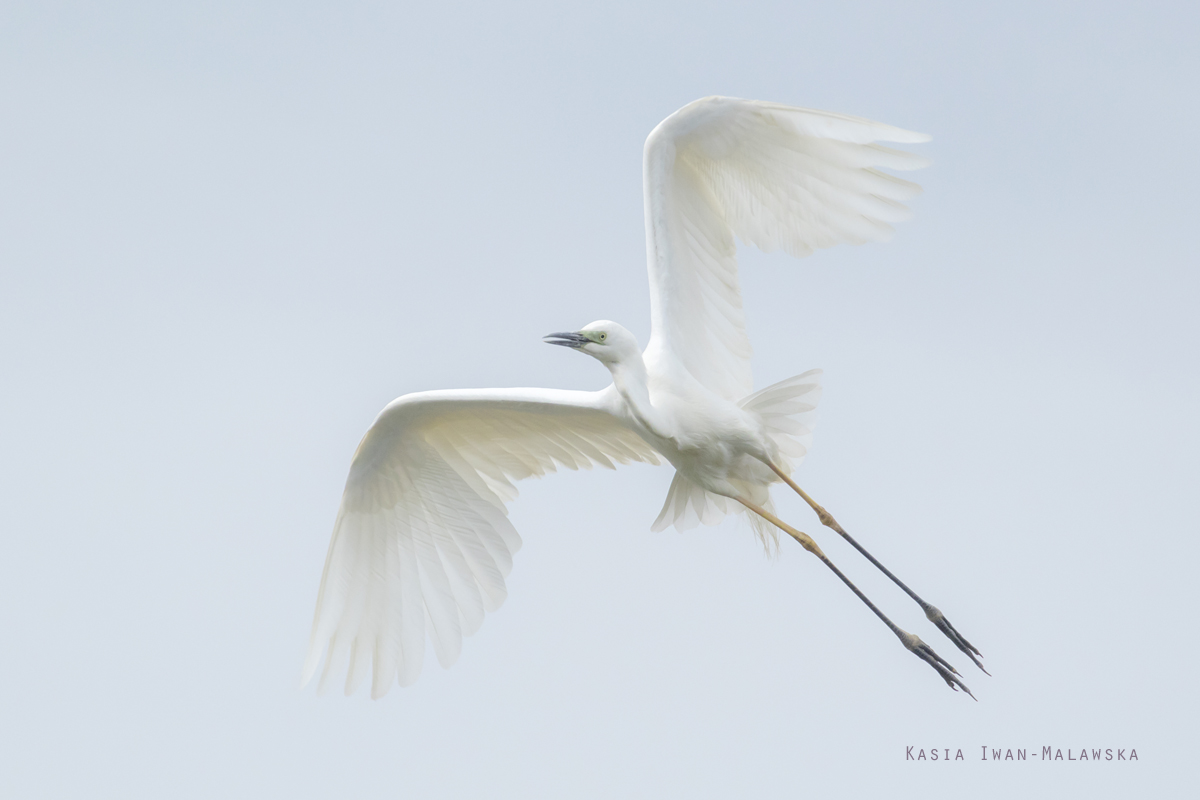 Egretta, alba, Great, White, Common, Egret, Hungary