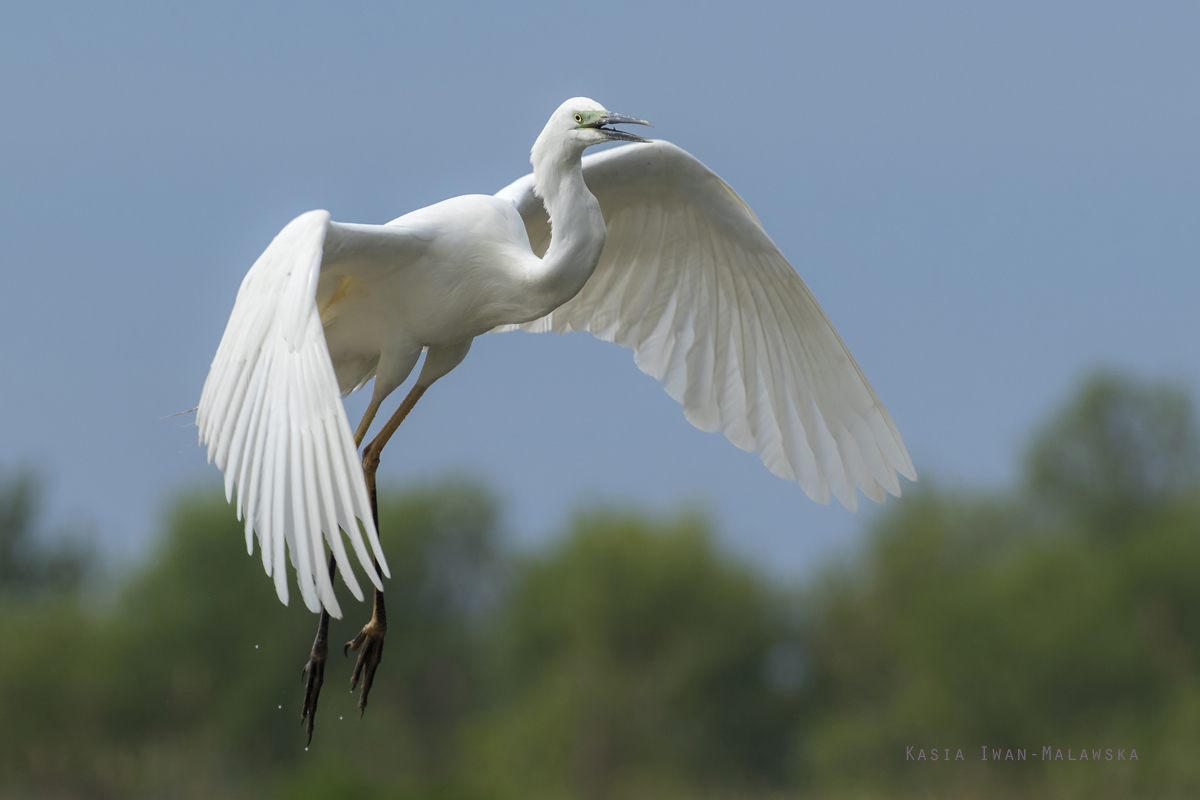 Egretta, alba, Great, White, Common, Egret, Hungary