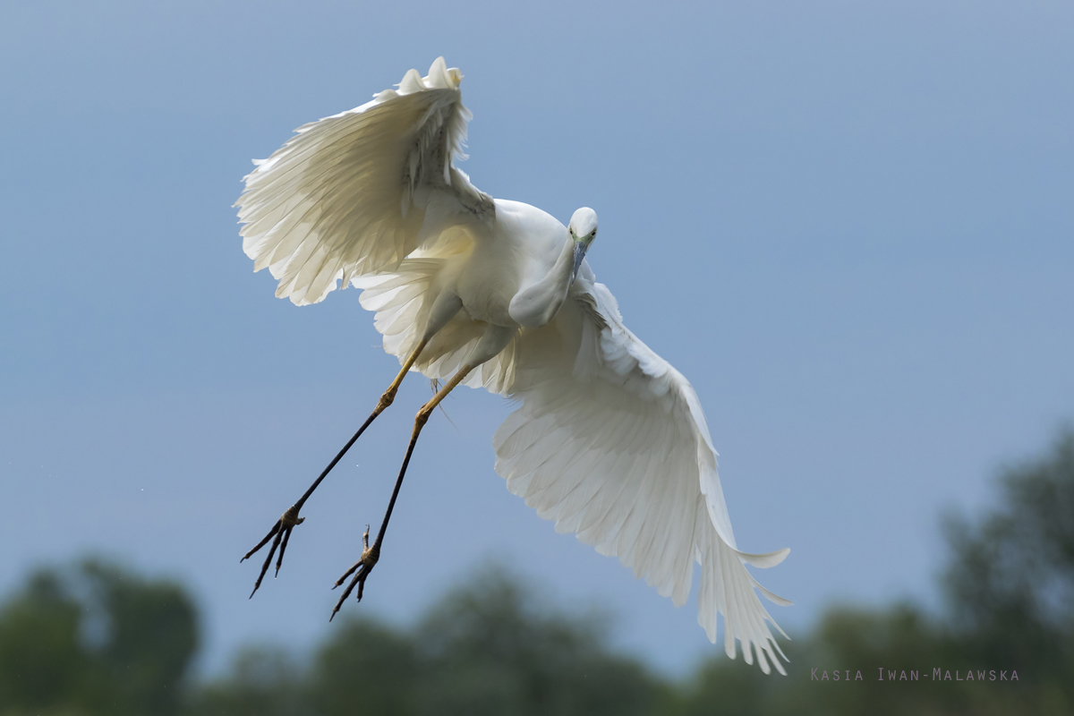 Egretta, alba, Great, White, Common, Egret, Hungary