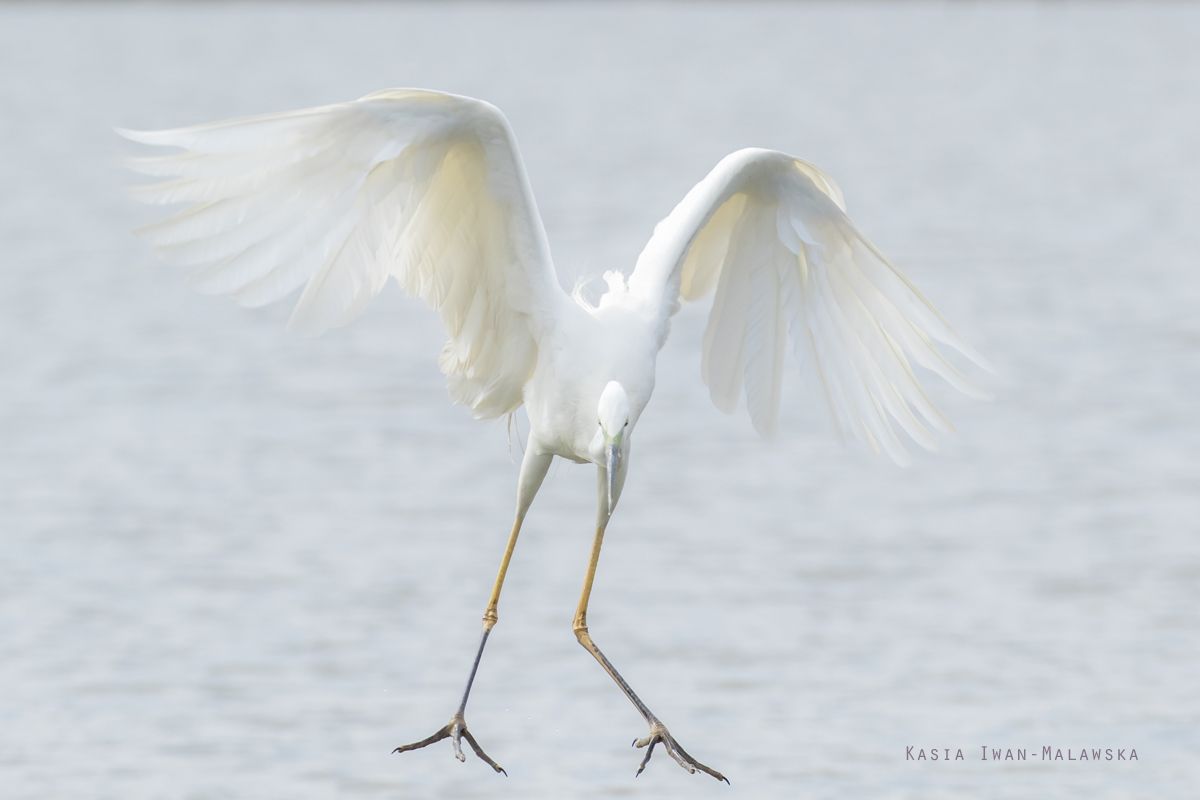 Egretta, alba, Great, White, Common, Egret, Hungary