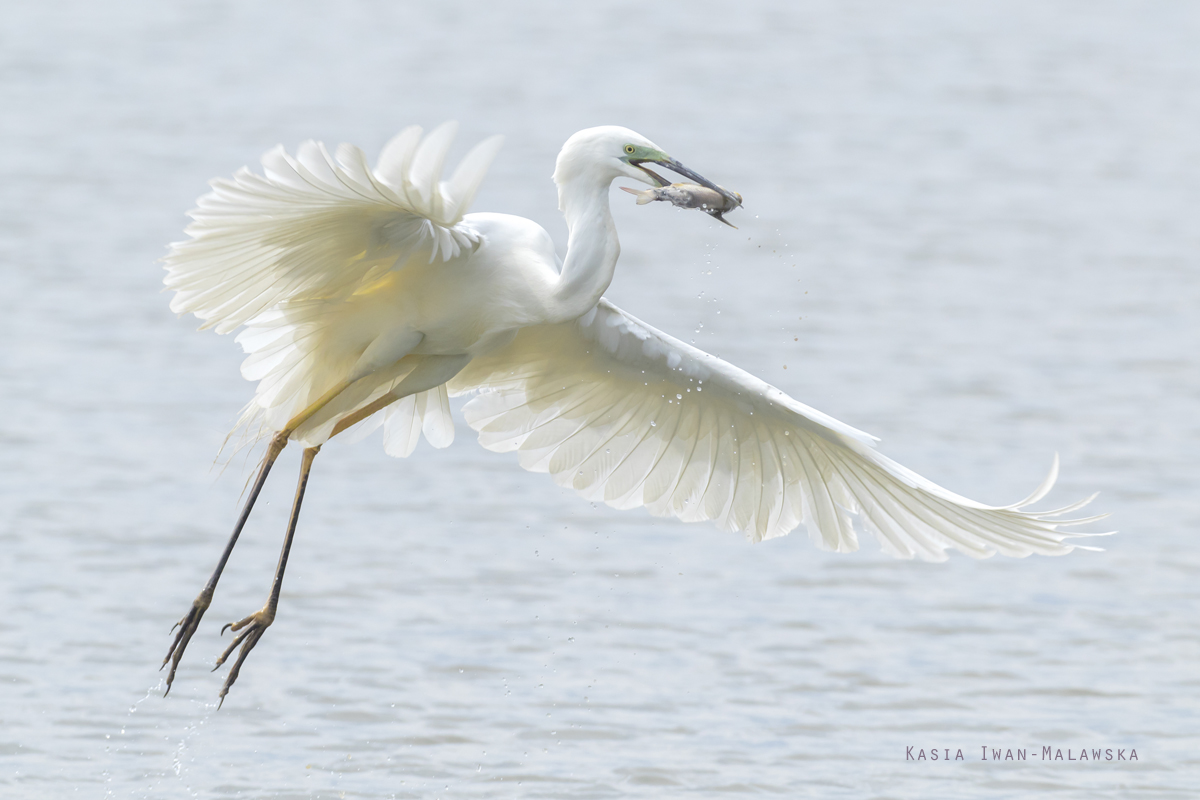 Egretta, alba, Great, White, Common, Egret, Hungary