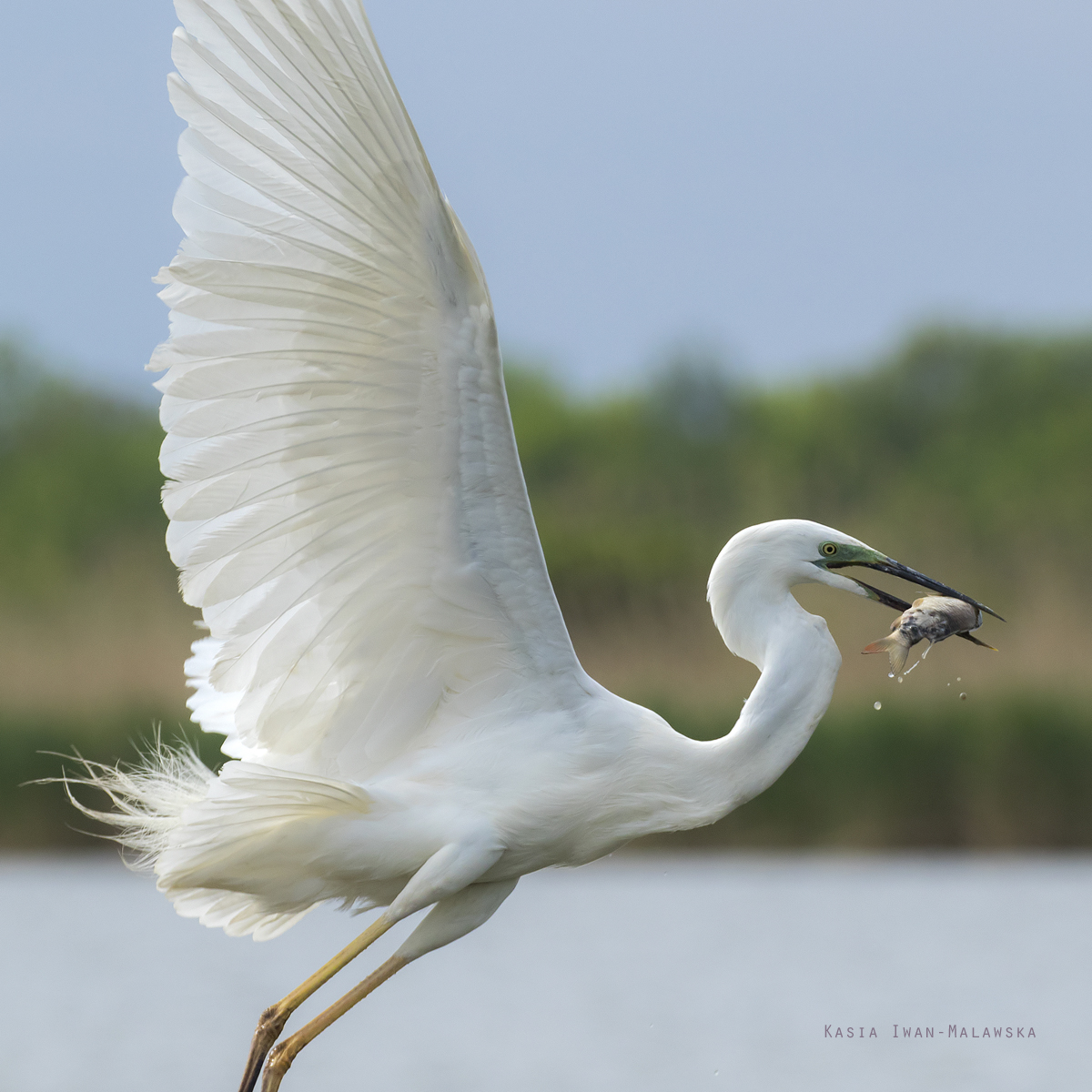 Egretta, alba, Great, White, Common, Egret, Hungary