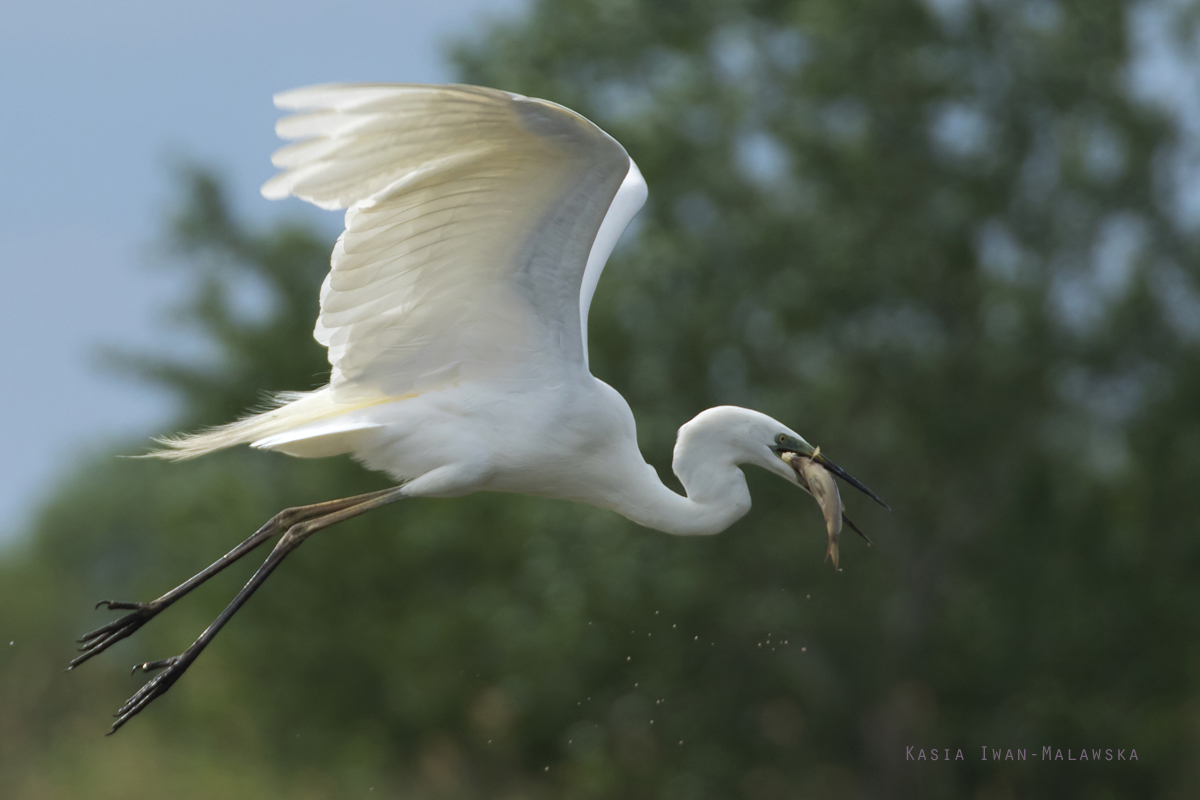 Egretta, alba, Great, White, Common, Egret, Hungary