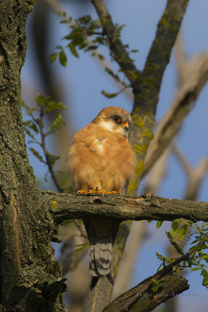 Falco, vespertinus, Western, Red-footed, Falcon, Hungary