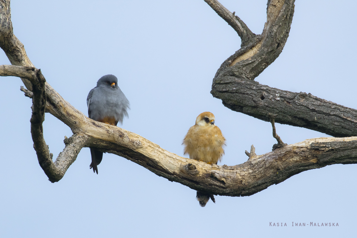 Falco, vespertinus, Western, Red-footed, Falcon, Hungary