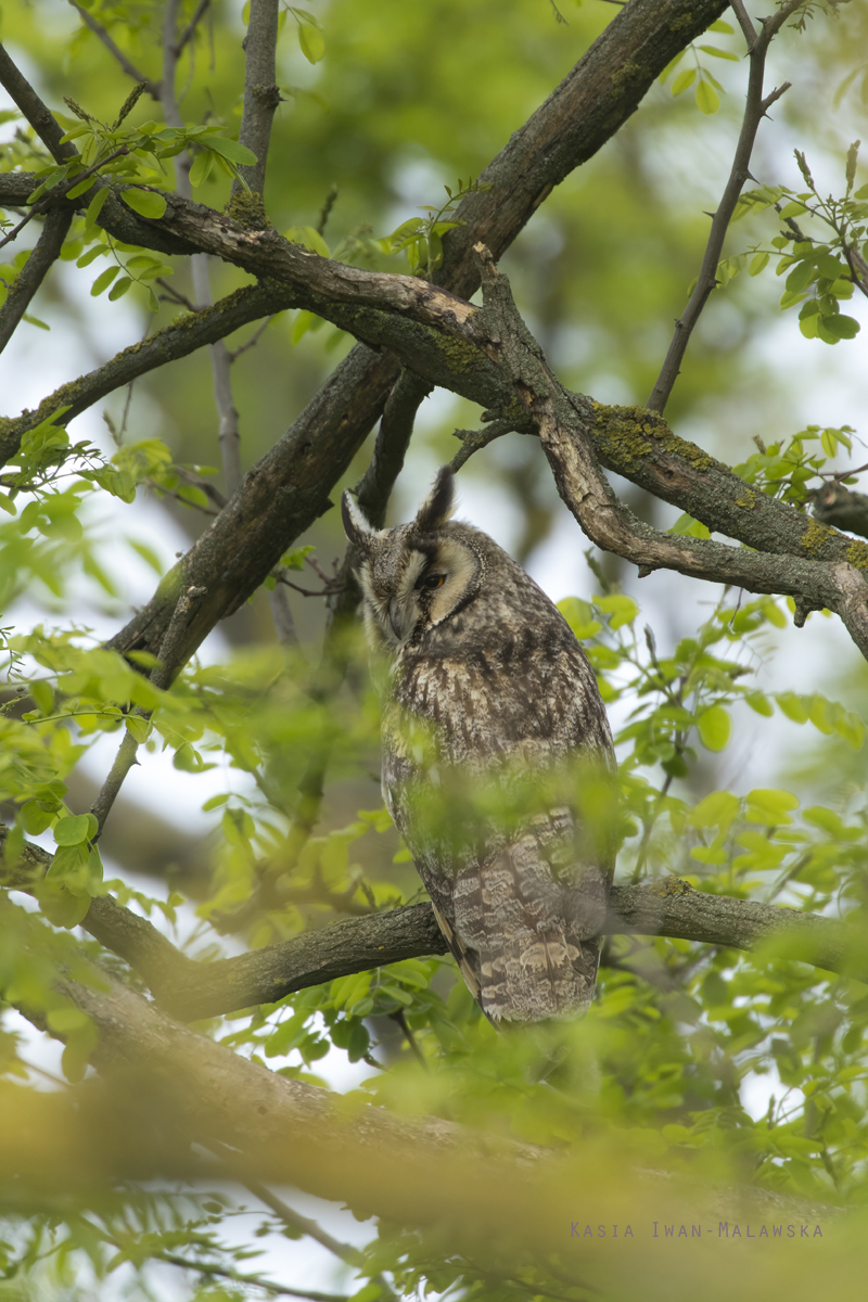 Asio, Long-eared, Owl, Strix, otus, Hungary