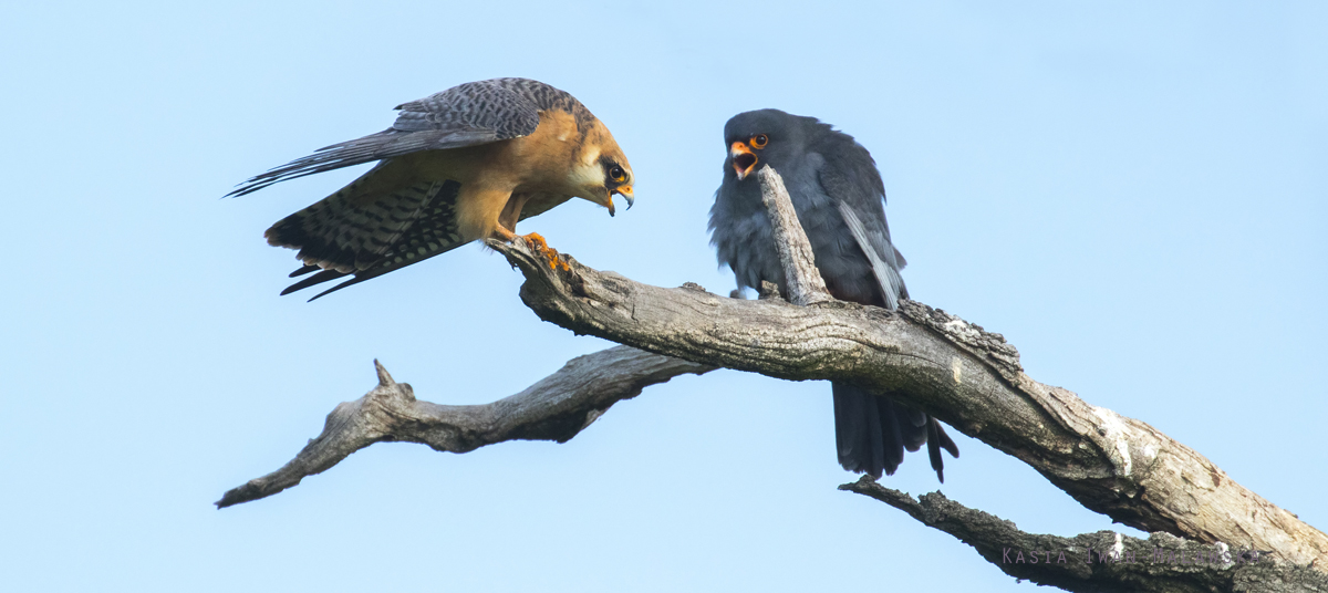 Falco, vespertinus, Western, Red-footed, Falcon, Hungary