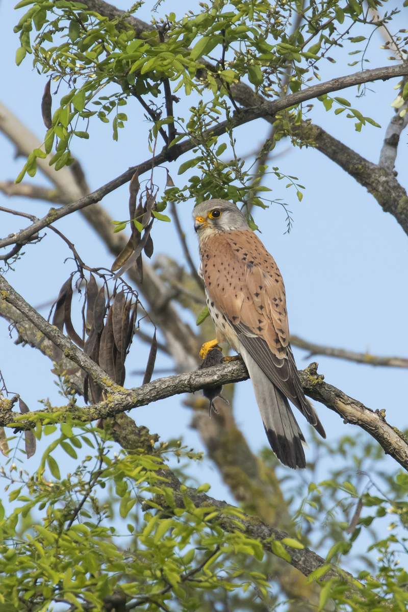 Falco, tinnunculus, Common, Kestrel, Hungary