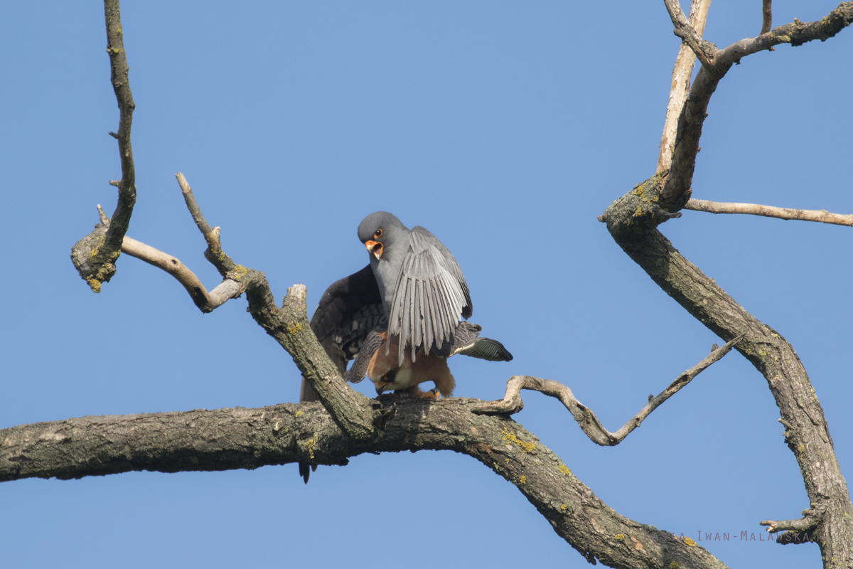 Falco, vespertinus, Western, Red-footed, Falcon, Hungary