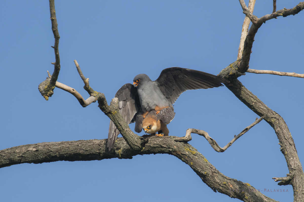 Falco, vespertinus, Western, Red-footed, Falcon, Hungary