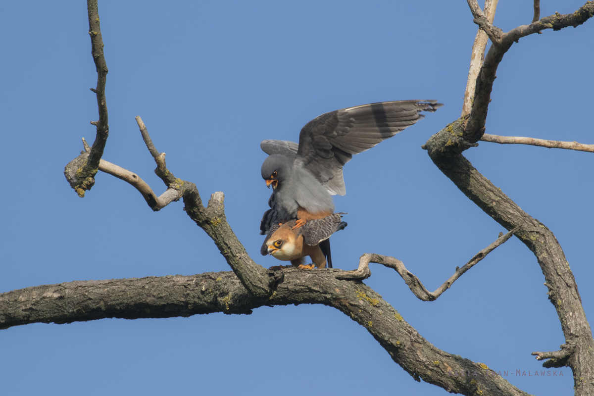 Falco, vespertinus, Western, Red-footed, Falcon, Hungary