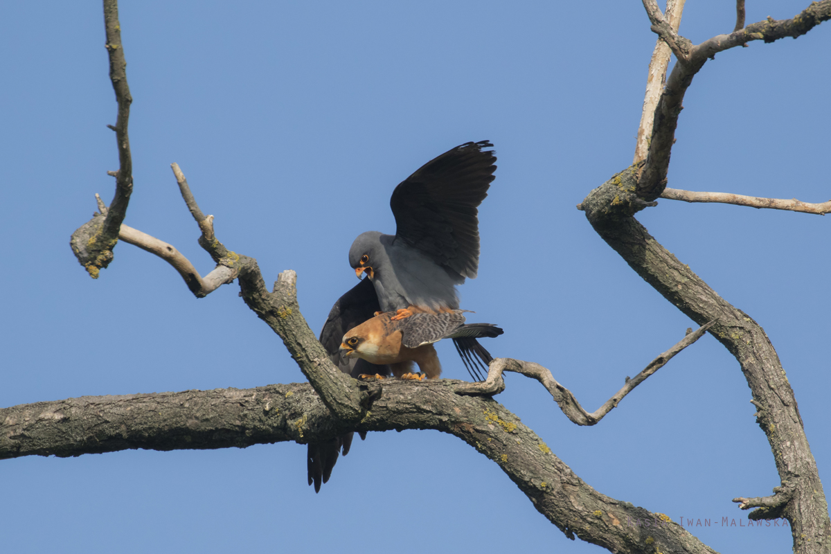 Falco, vespertinus, Western, Red-footed, Falcon, Hungary