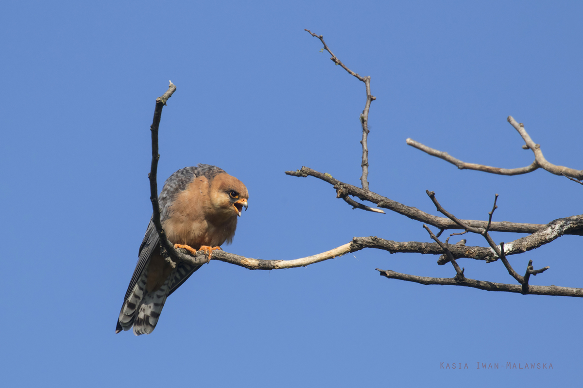 Falco, vespertinus, Western, Red-footed, Falcon, Hungary