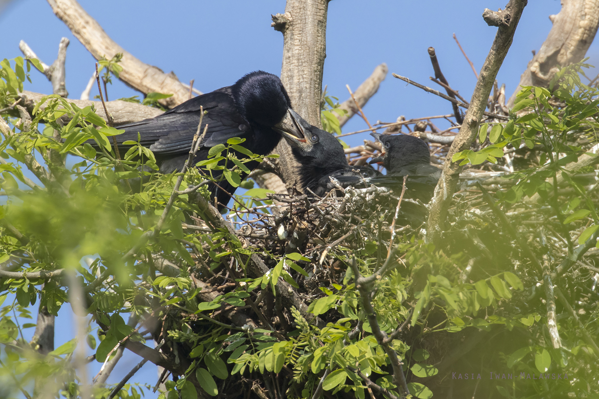 Corvus, frugilegus, Rook, Hungary