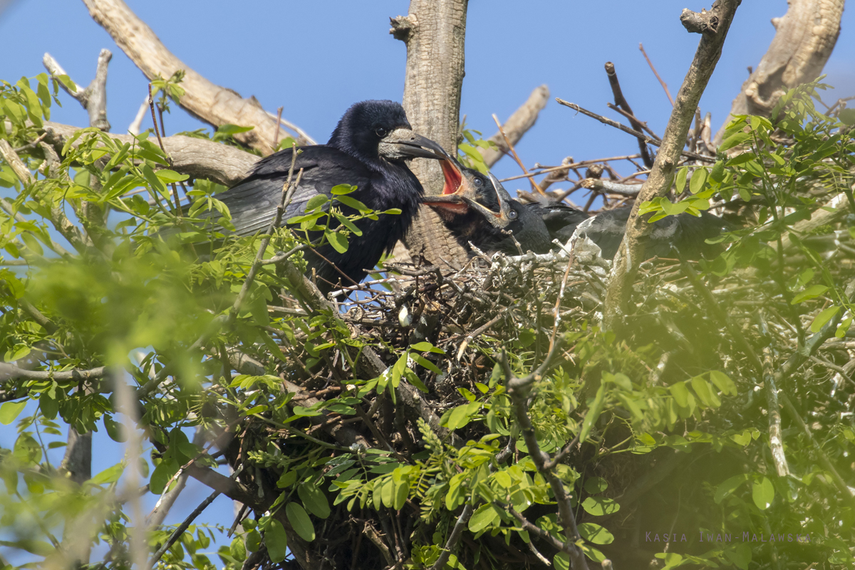 Corvus, frugilegus, Rook, Hungary